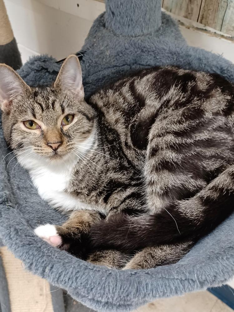 6987 Marbles, Adoptable, Adult Female Domestic Short Hair & Tabby.