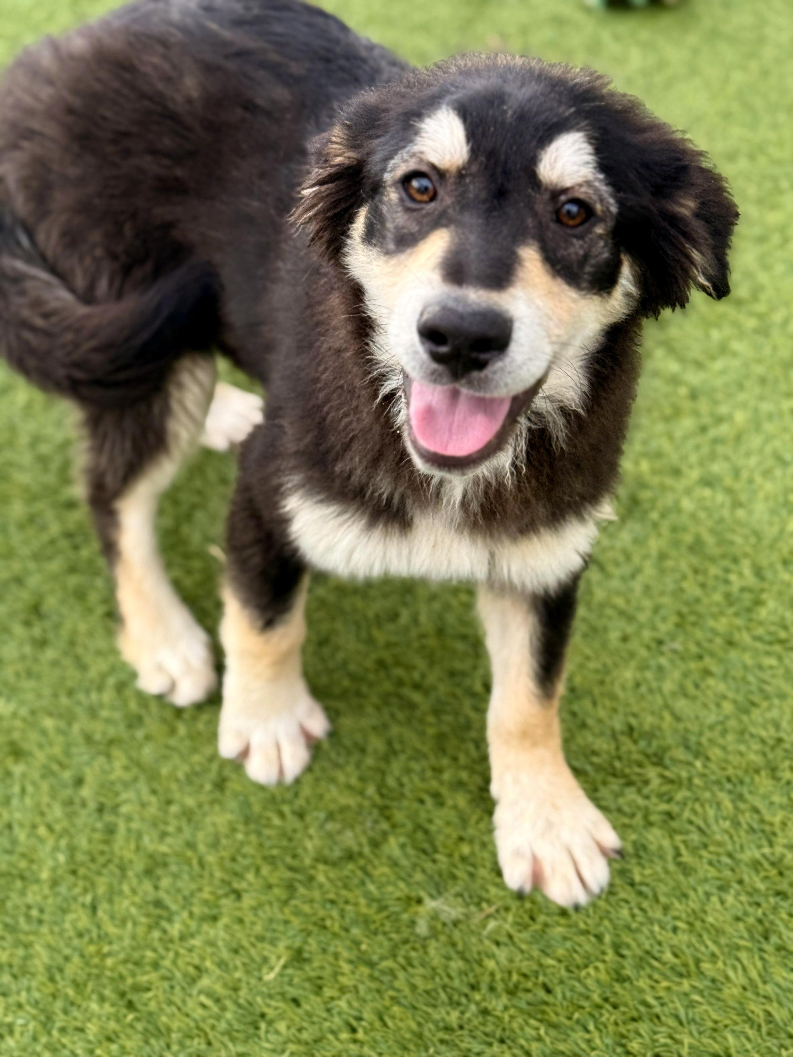 Enlarge Blue Devil  26C-70D, a ADOPTABLE mixed breed in Rogers, AR image 1/1