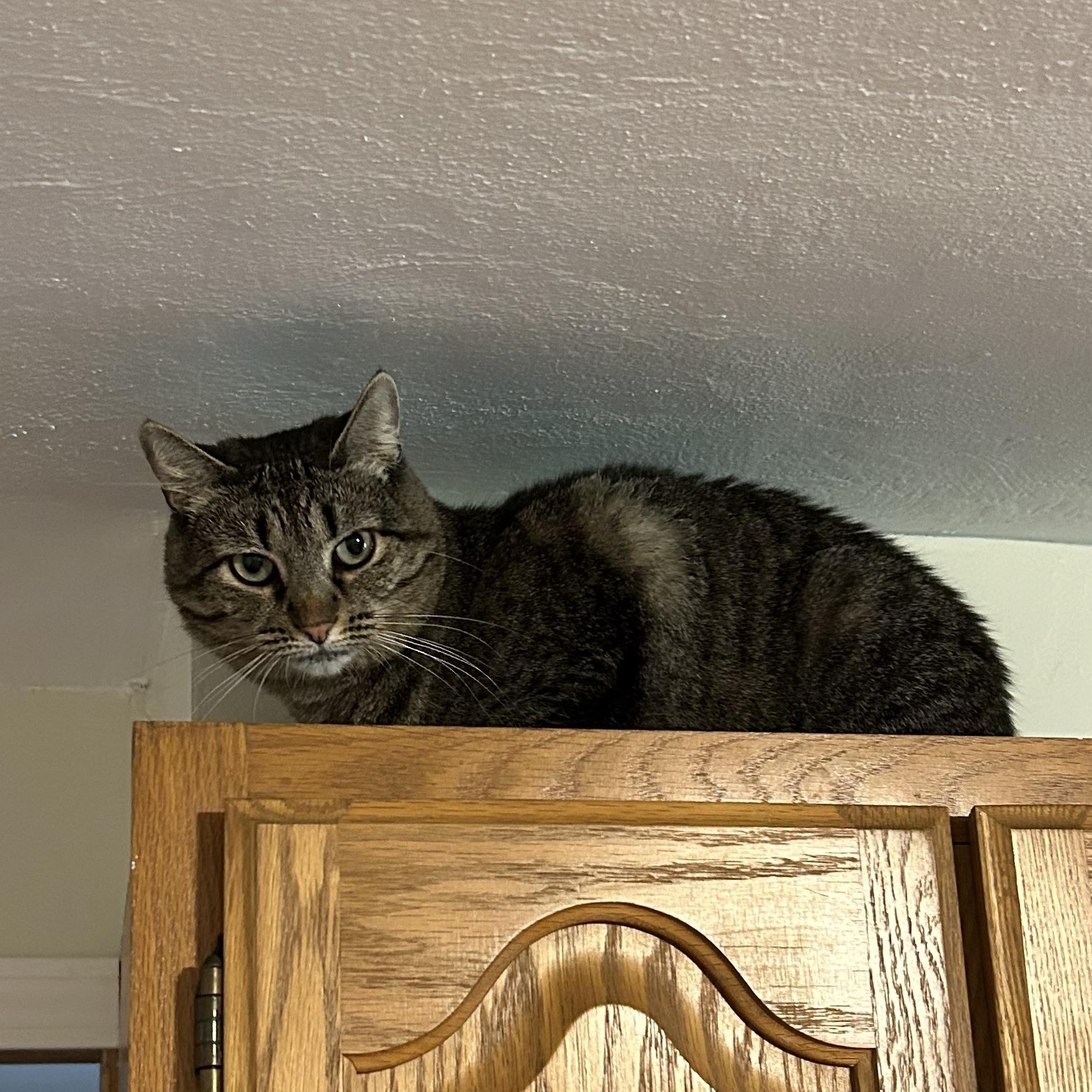 Andie, a Adoptable Domestic Short Hair in Syracuse, NY image 5/5