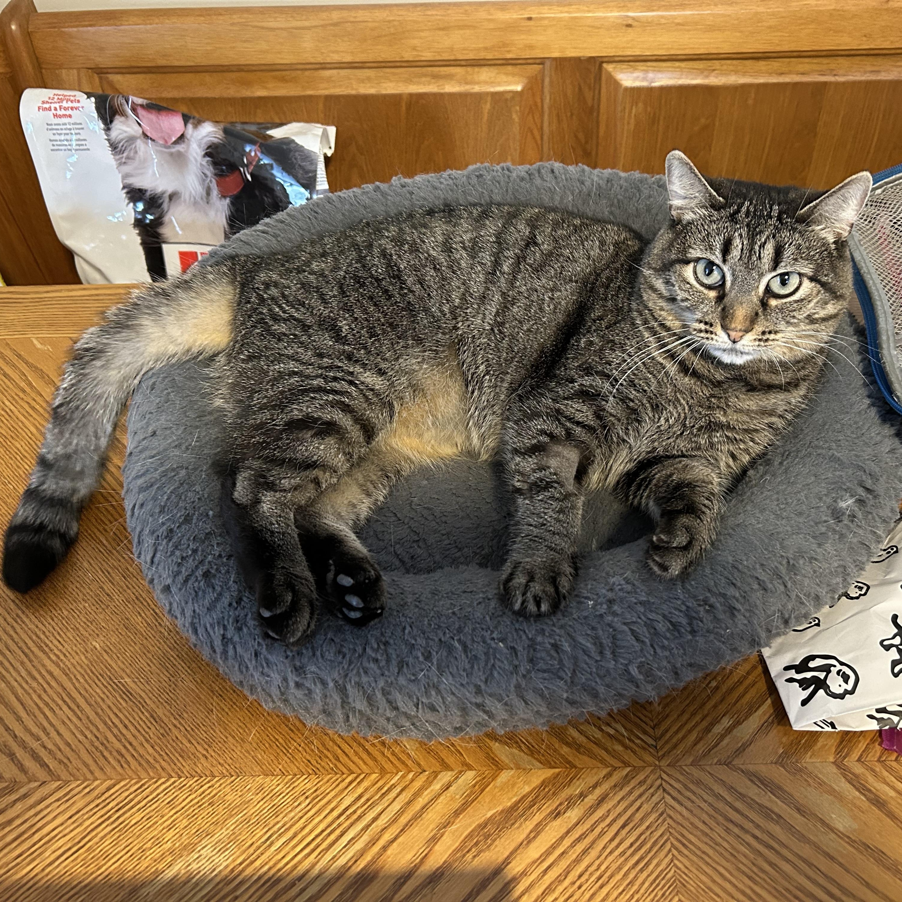 Andie, a Adoptable Domestic Short Hair in Syracuse, NY image 1/5