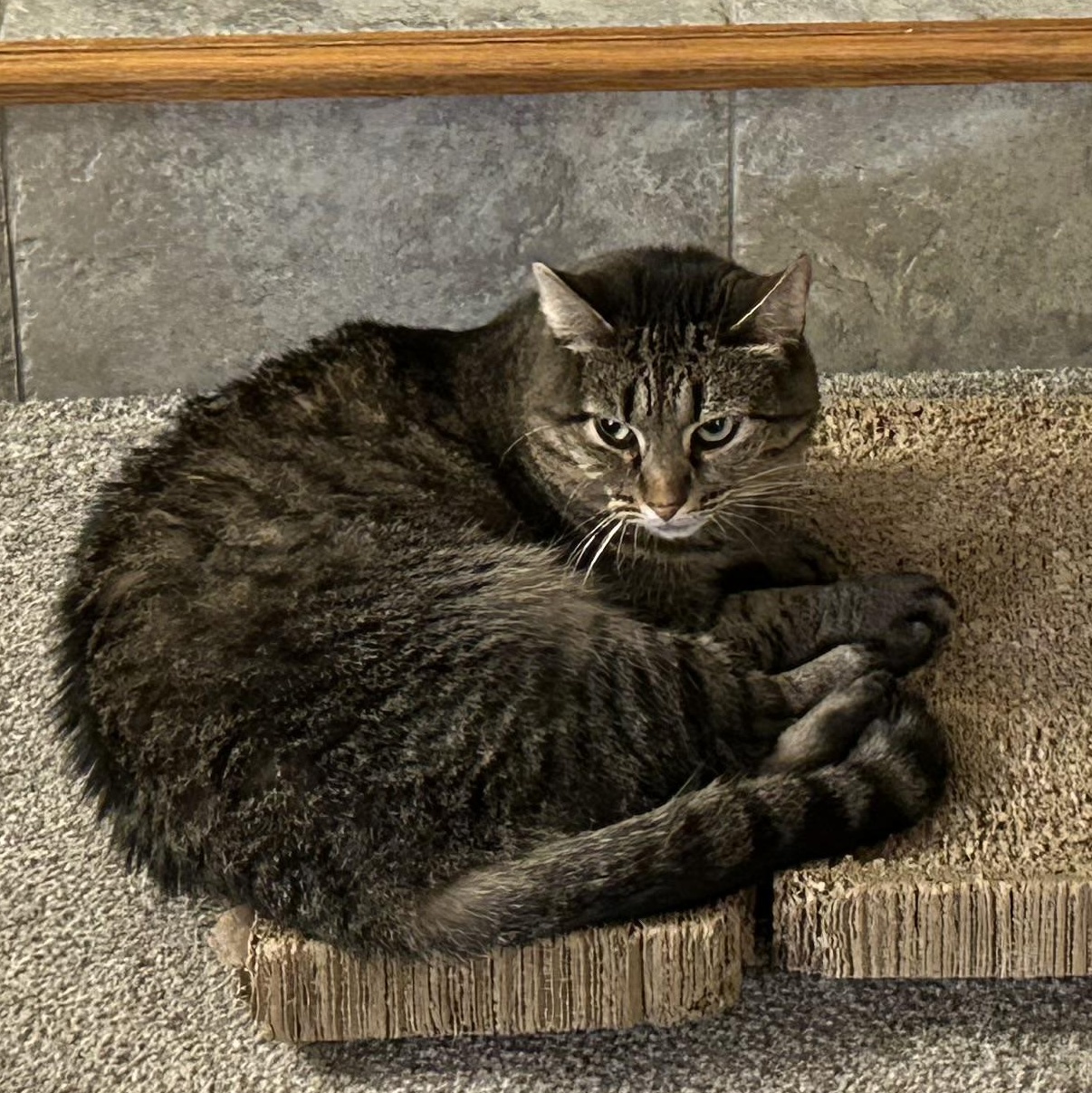 Andie, a Adoptable Domestic Short Hair in Syracuse, NY image 3/5