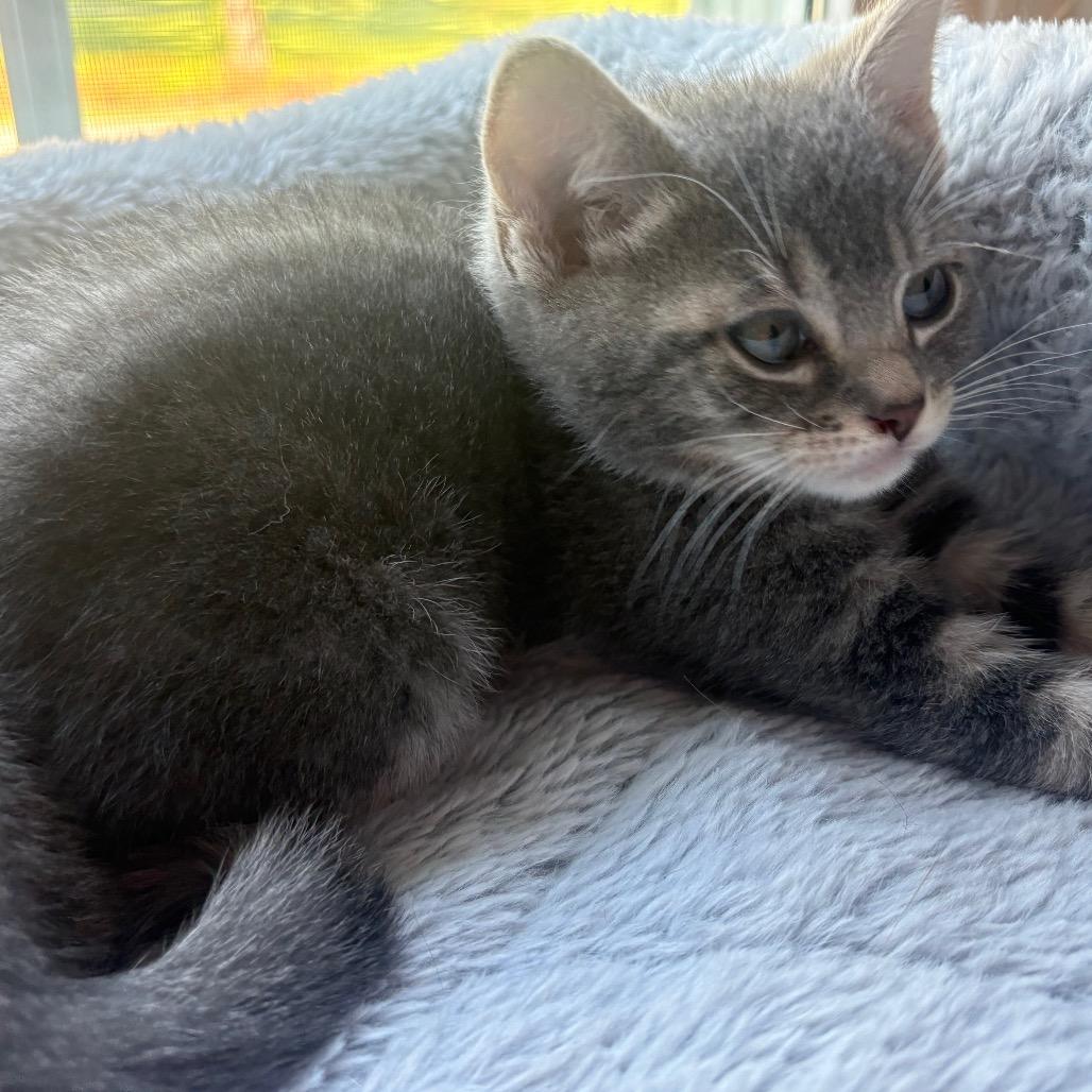 Judy, Adoptable, Kitten Female Domestic Short Hair.