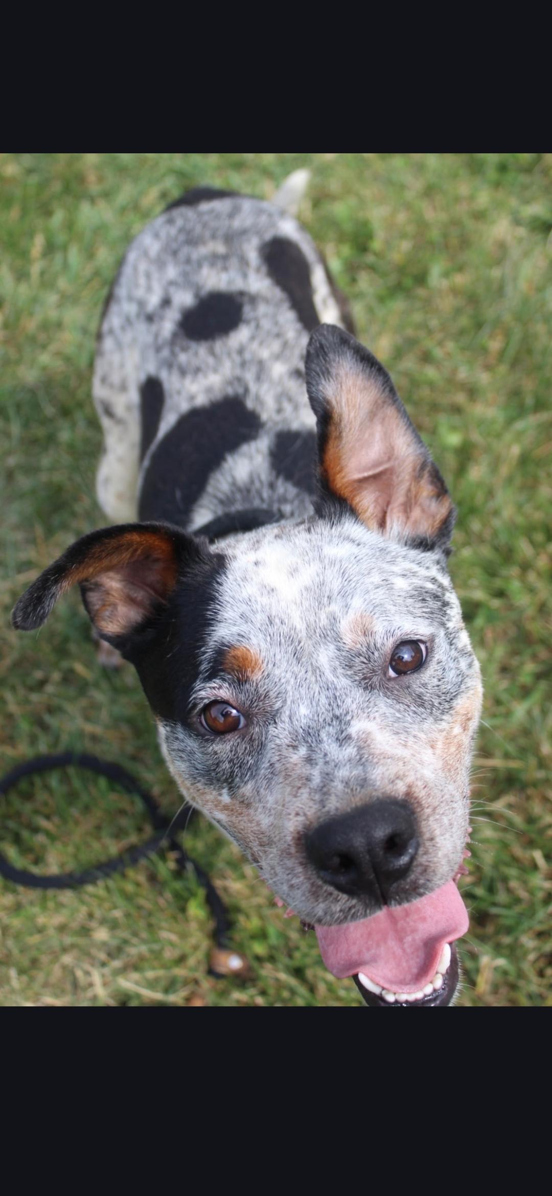 Outlaw, Adoptable, Adult Male Cattle Dog.