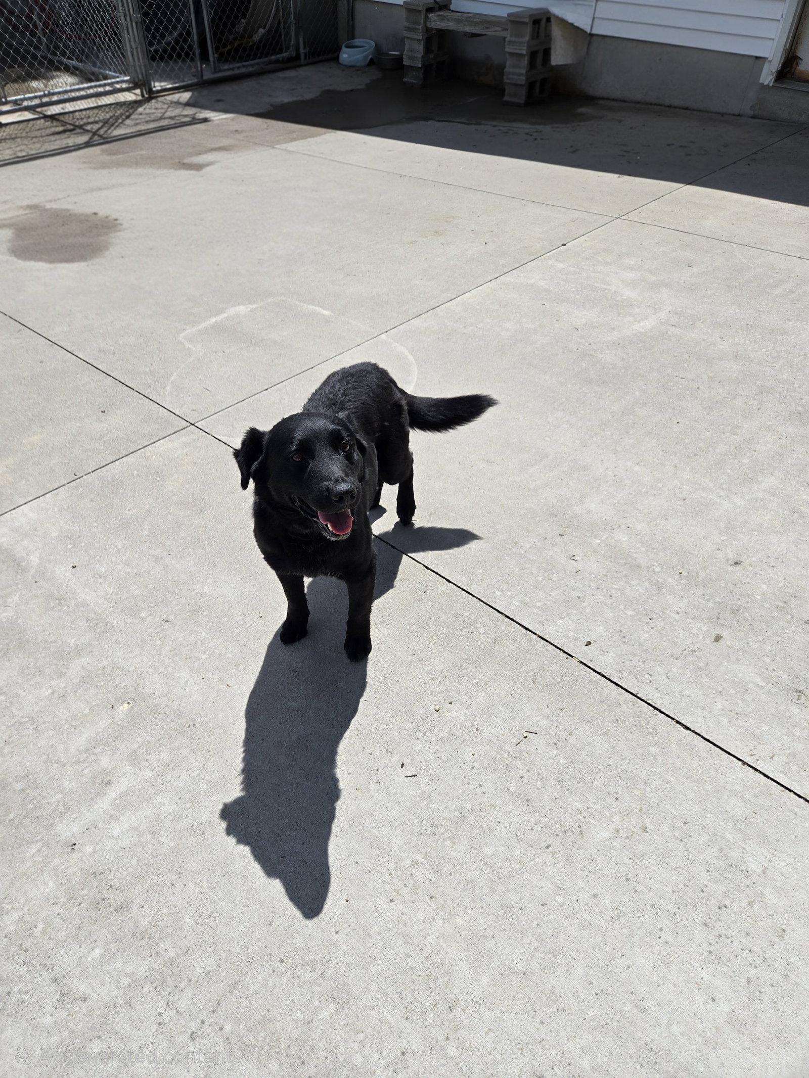 Jett, Adoptable, Adult Male Mixed Breed.