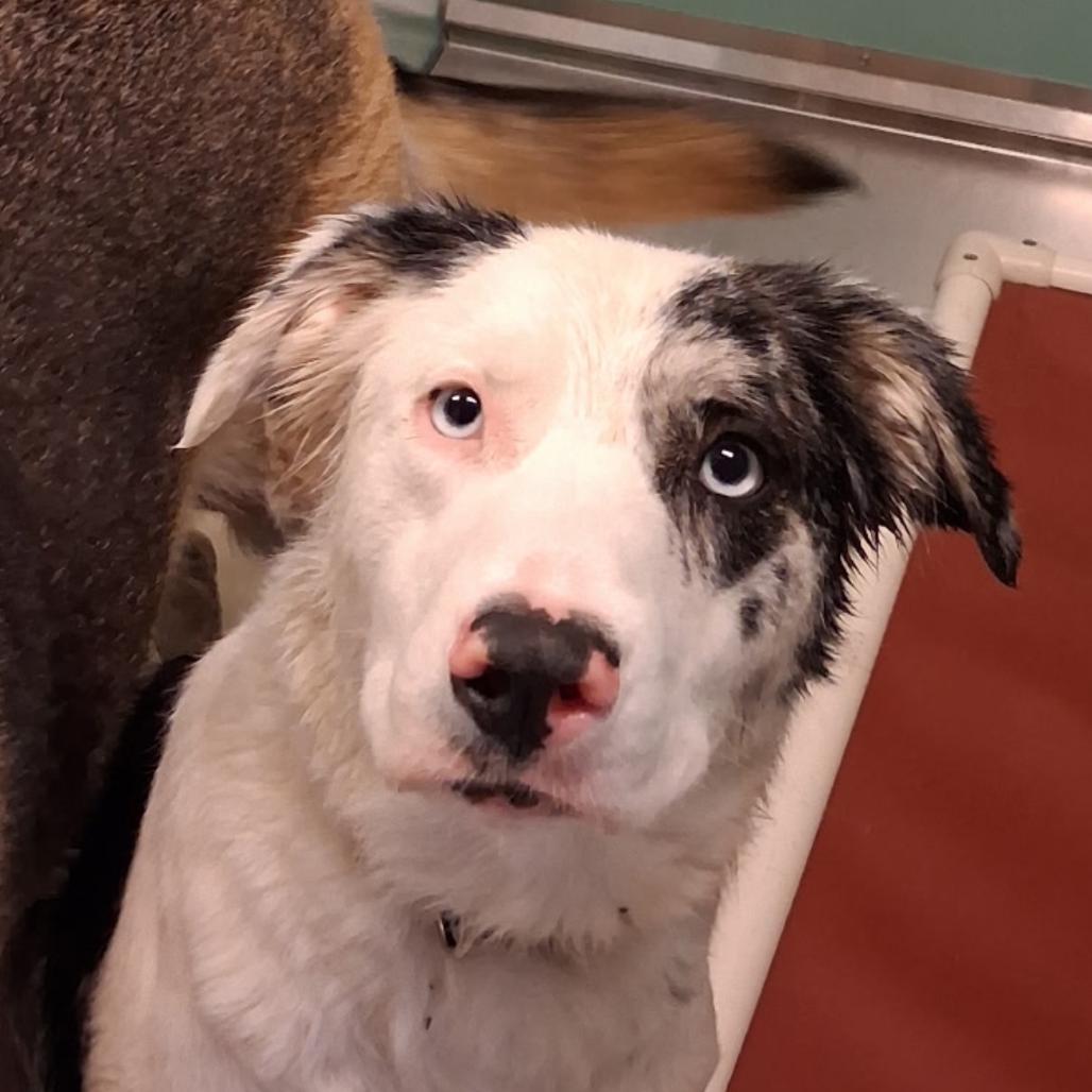 Enlarge BHSI-Stray-5160, a Adoptable Mixed Breed in International Falls, MN image 1/1