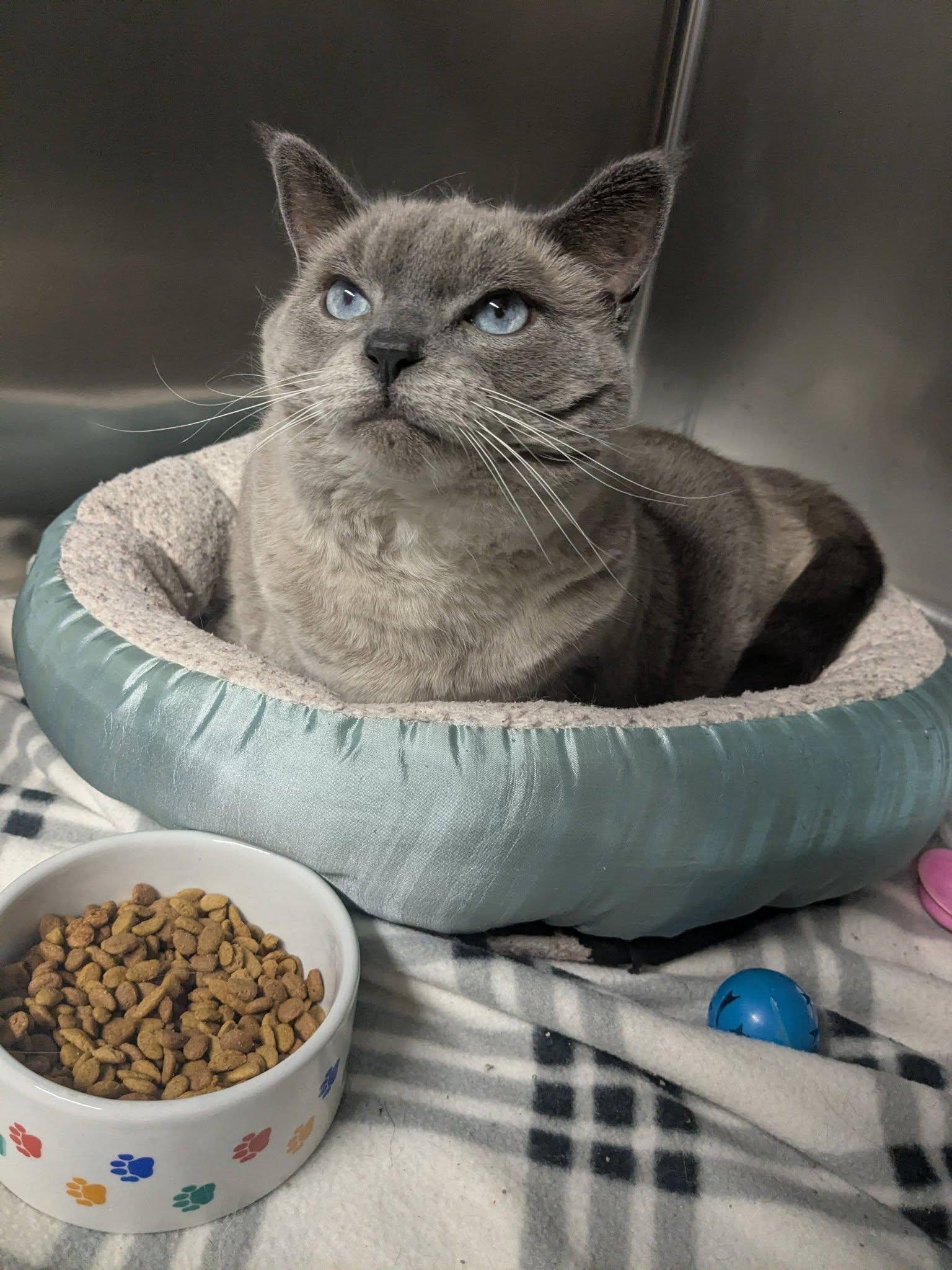 Mulan, Adoptable, Adult Female Siamese.