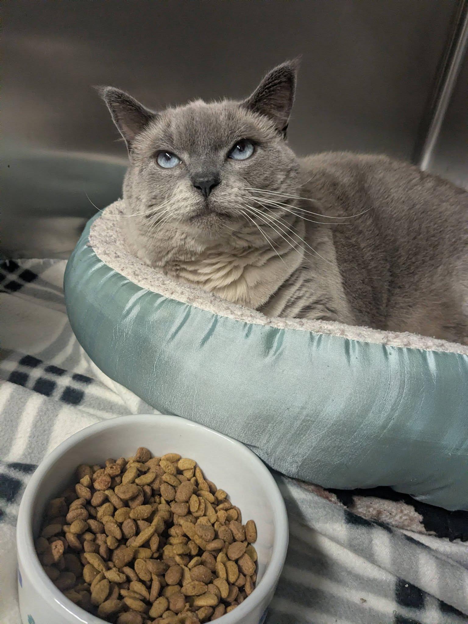 Enlarge Mulan, a Adoptable Siamese in Lock Haven, PA image 2/2