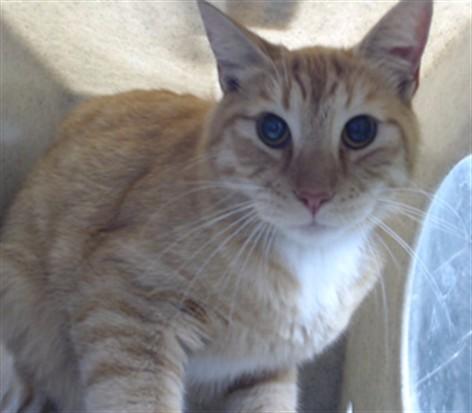 Enlarge SUNFIRE, a Adoptable Domestic Short Hair in Downey, CA image 1/1