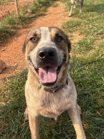 Chevy, ADOPTABLE, Adult Male Australian Cattle Dog / Blue Heeler.