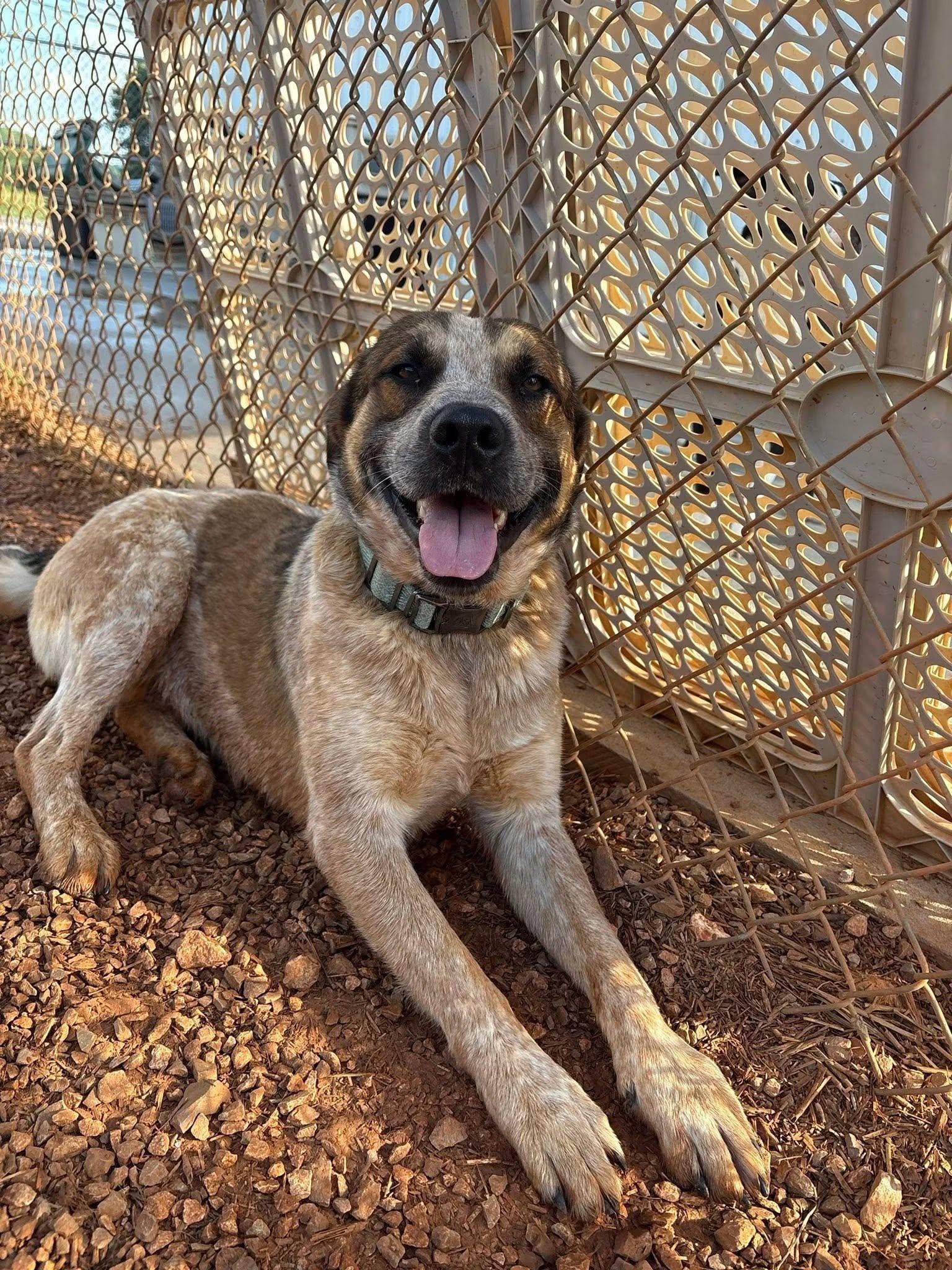 Chevy, ADOPTABLE, Adult Male Australian Cattle Dog / Blue Heeler.