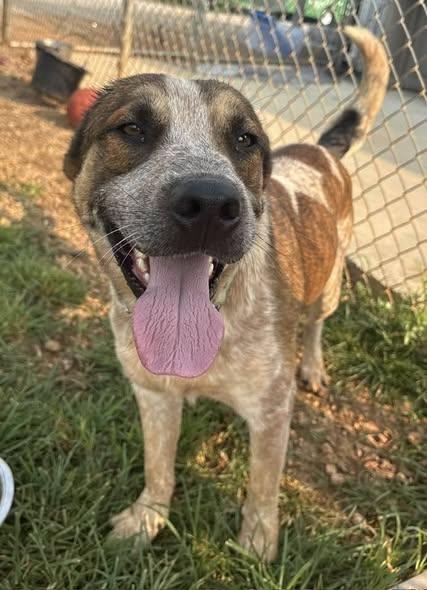 Enlarge Chevy, a ADOPTABLE mixed breed in Munfordville, KY image 2/4