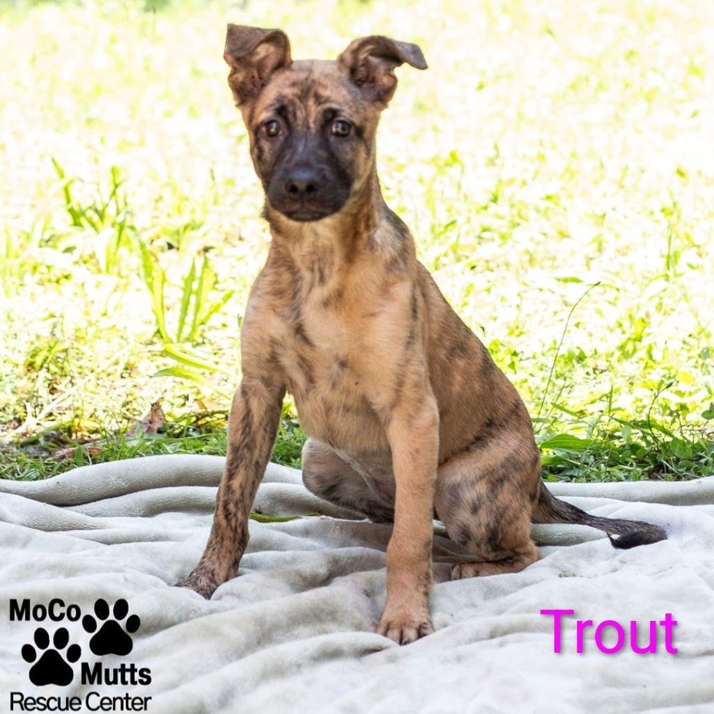 Enlarge Trout, a Adoptable Mixed Breed in Knoxville, TN image 1/1