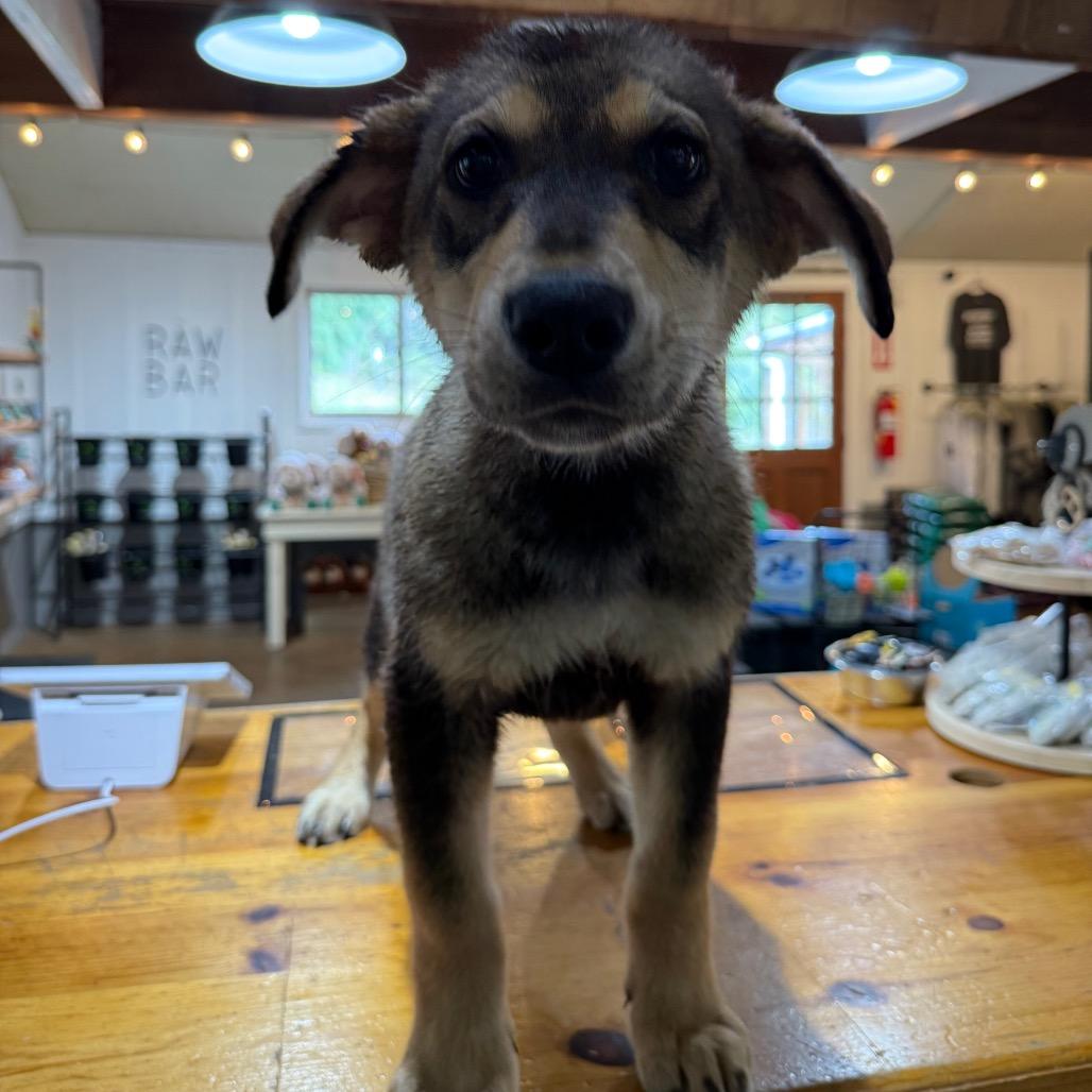 Enlarge Elmo, a Adoptable Mixed Breed in Tacoma, WA image 1/4