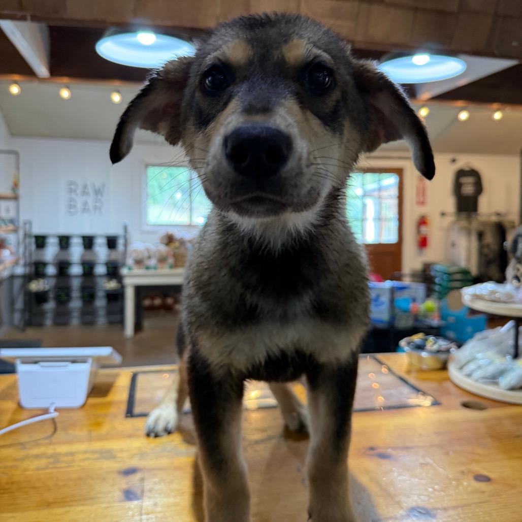 Enlarge Elmo, a Adoptable Mixed Breed in Tacoma, WA image 2/4