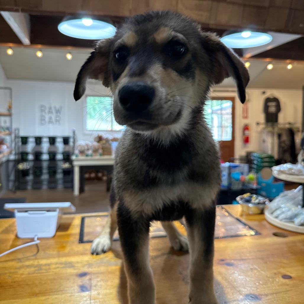 Enlarge Elmo, a Adoptable Mixed Breed in Tacoma, WA image 3/4