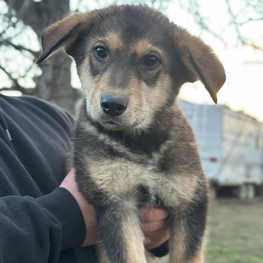 Enlarge Elmo, a Adoptable Mixed Breed in Tacoma, WA image 4/4