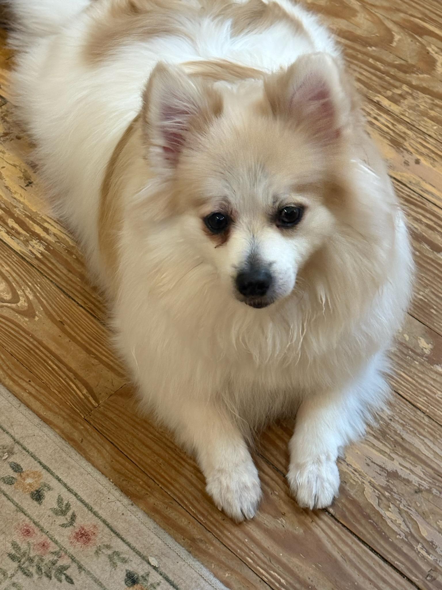Gizmo, Adopted, Adult Male Pomeranian.