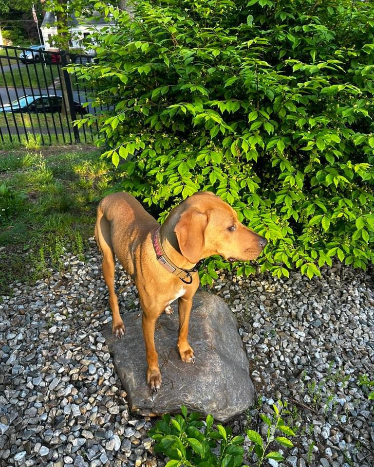 Dog for adoption Clover, a Redbone Coonhound in Colebrook, CT Petfinder