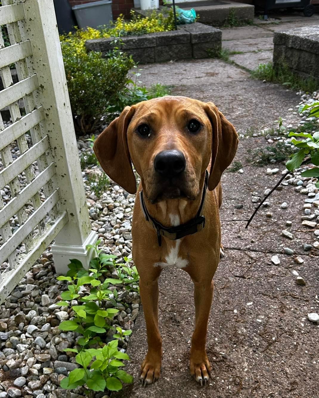 Dog for adoption Clover, a Redbone Coonhound in Colebrook, CT Petfinder