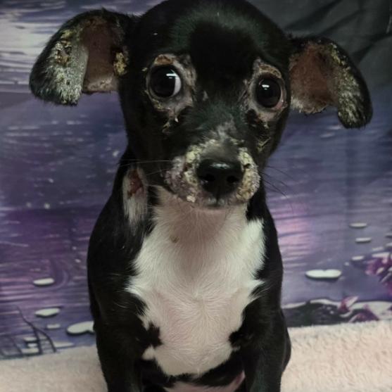 Axel, Adoptable, Puppy Male Dachshund.