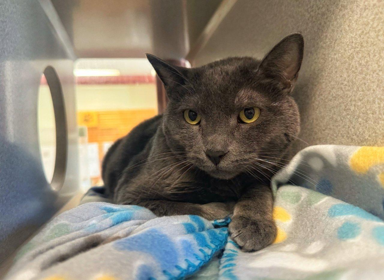 Mimikyu, Adoptable, Adult Male Domestic Short Hair.