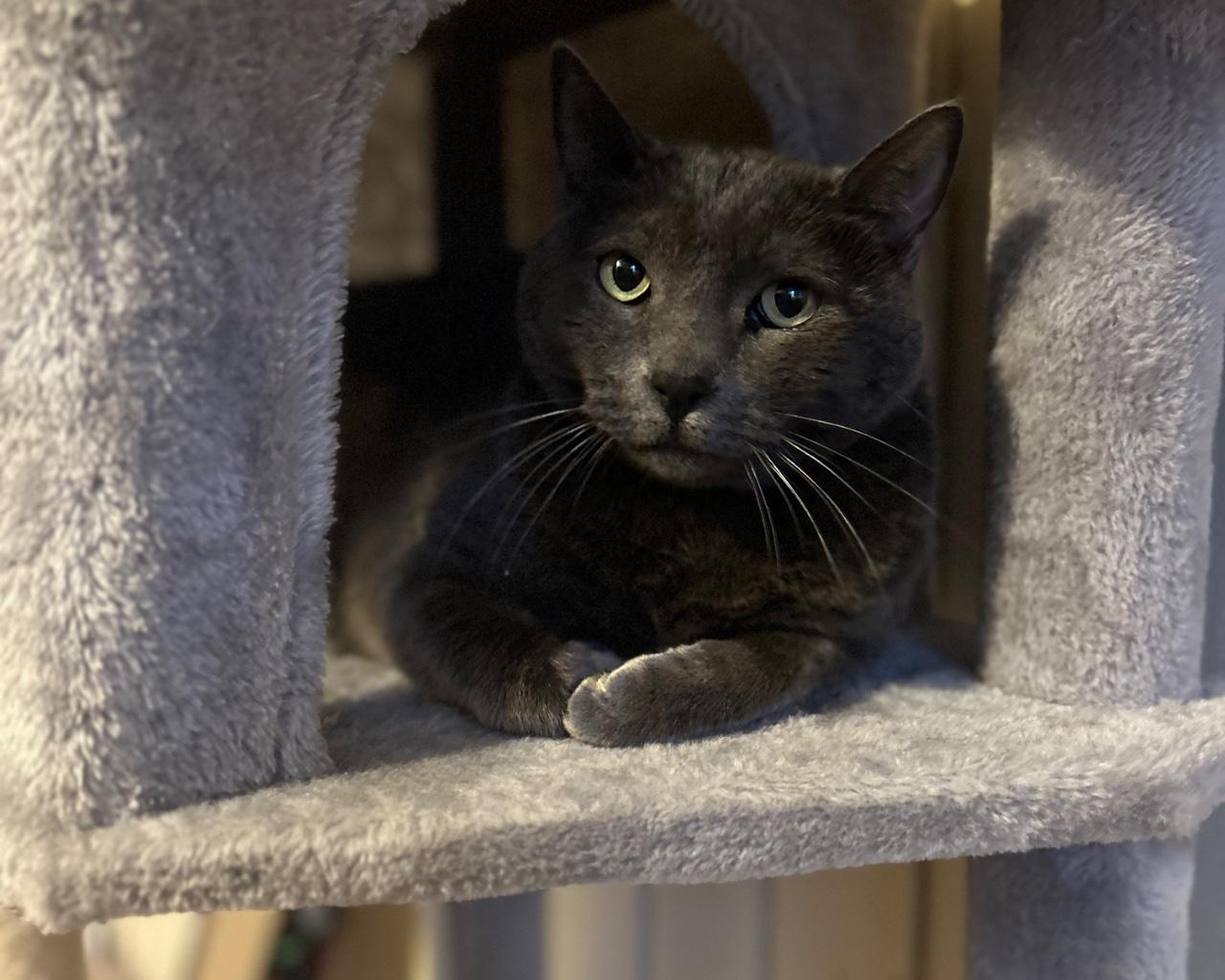 Mimikyu, a Adoptable Domestic Short Hair in Raleigh, NC image 2/4