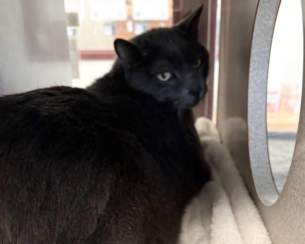 Mimikyu, a Adoptable Domestic Short Hair in Raleigh, NC image 3/4