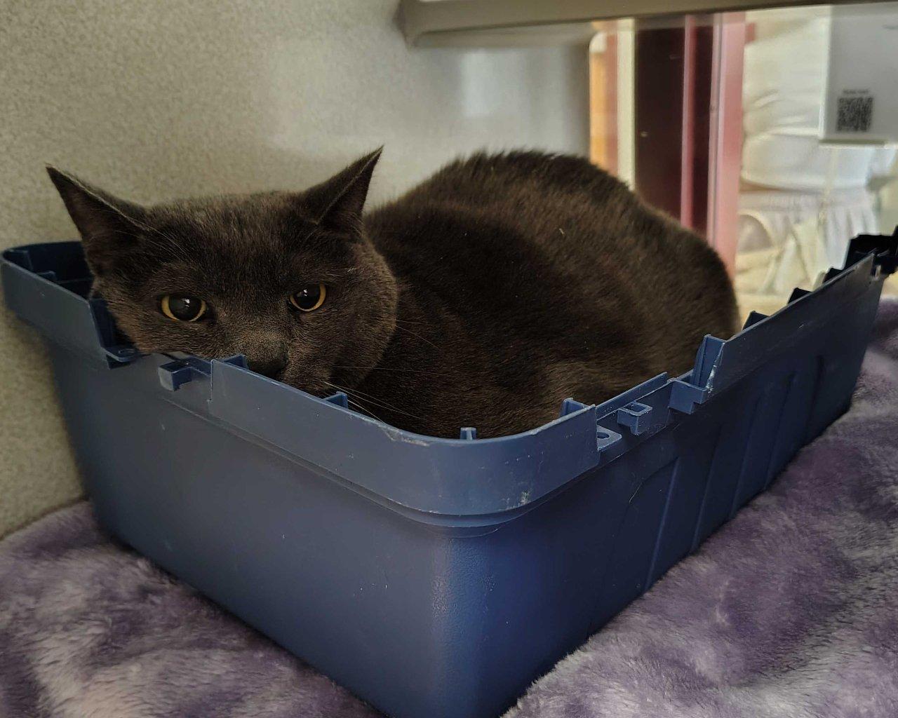 Mimikyu, a Adoptable Domestic Short Hair in Raleigh, NC image 4/4