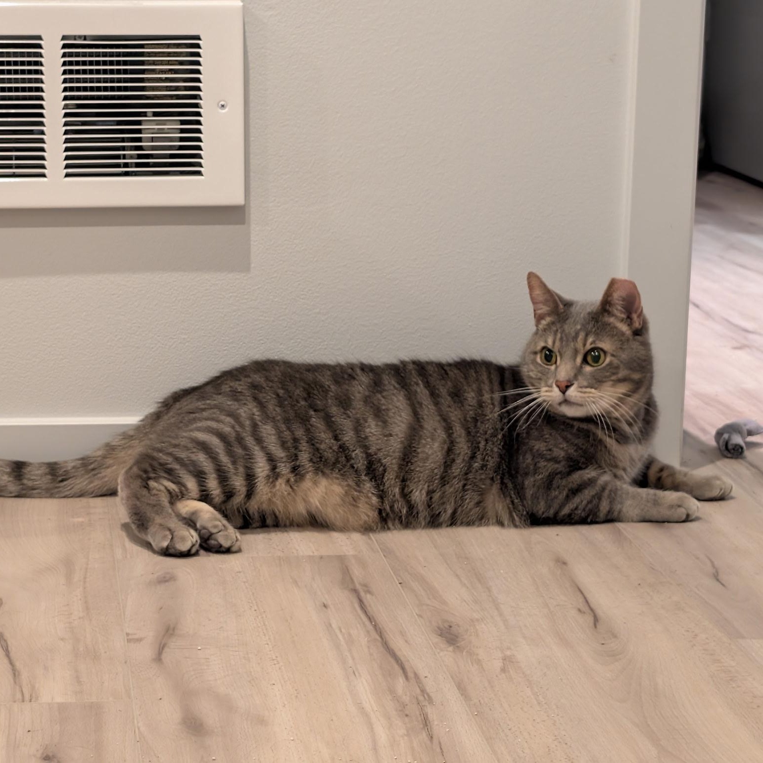 Marley (Bonded to Ivy), a ADOPTABLE Domestic Short Hair in Renton , WA image 2/2