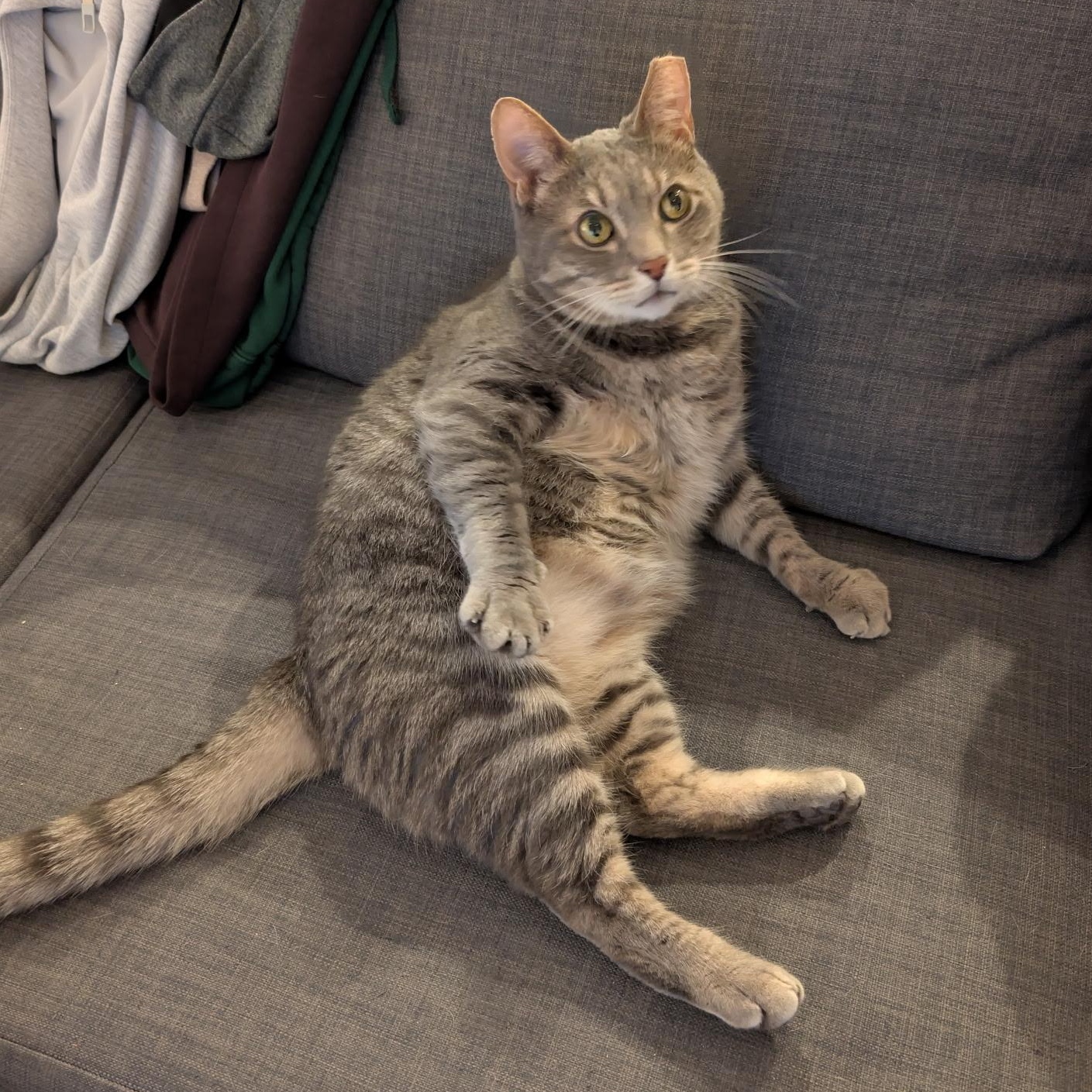Marley (Bonded to Ivy), ADOPTABLE, Adult Male Domestic Short Hair.
