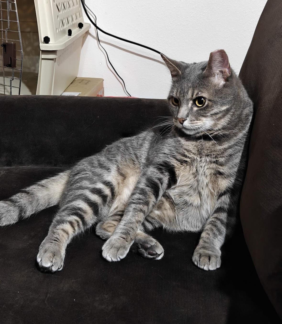 Enlarge Marley, a Adoptable Domestic Short Hair in Renton , WA image 3/5