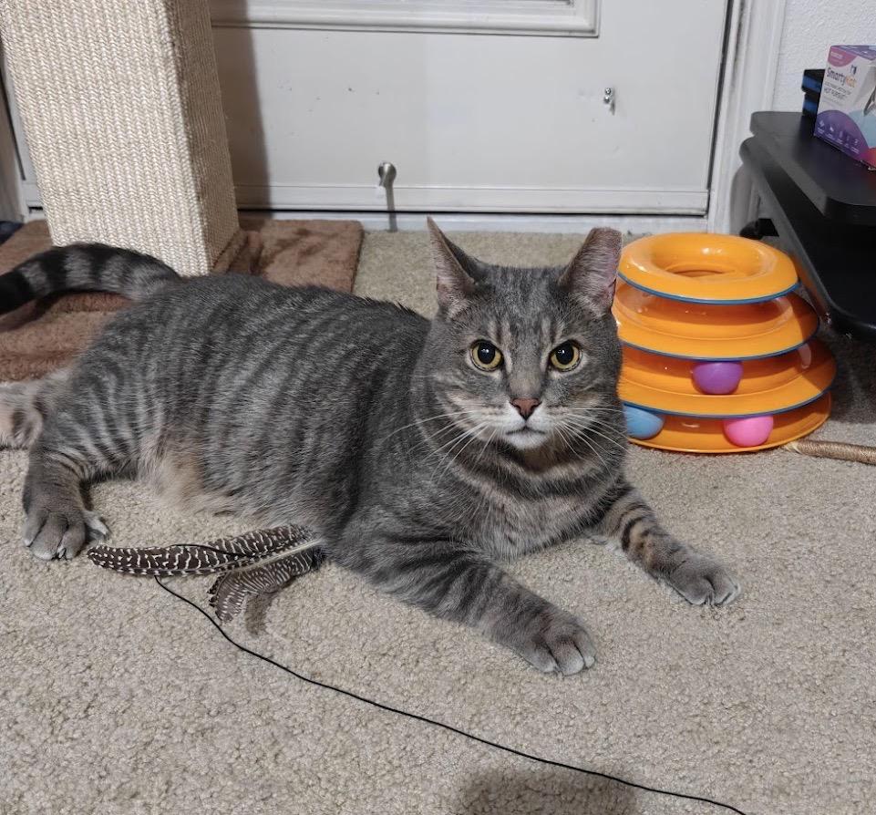 Enlarge Marley, a Adoptable Domestic Short Hair in Renton , WA image 4/5