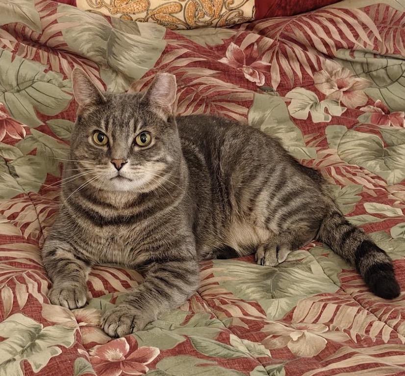 Marley, Adoptable, Adult Male Domestic Short Hair.