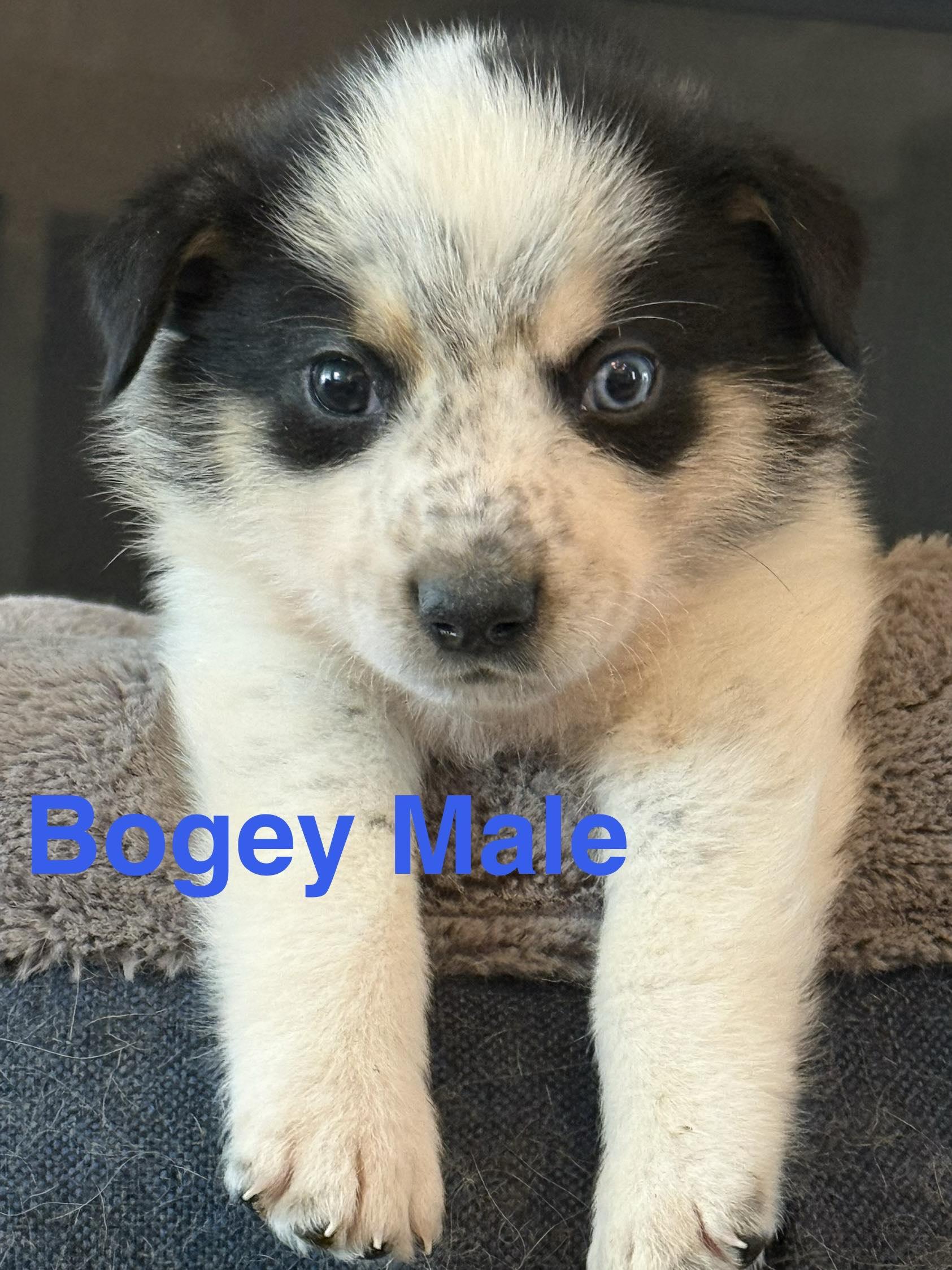 Enlarge Bogey CS, a Adoptable mixed breed in Columbia, MD image 1/1