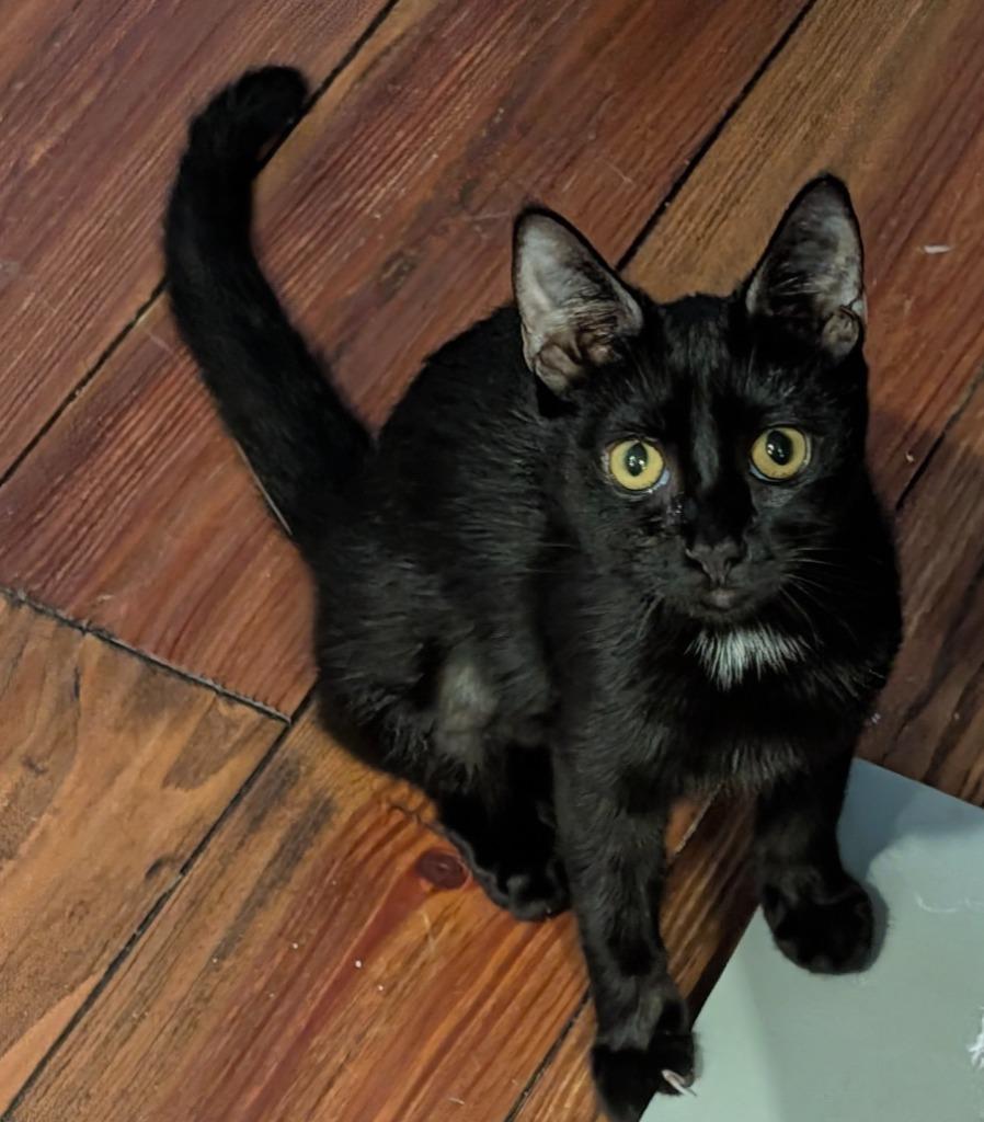 Lacey, Adoptable, Kitten Female Domestic Short Hair.