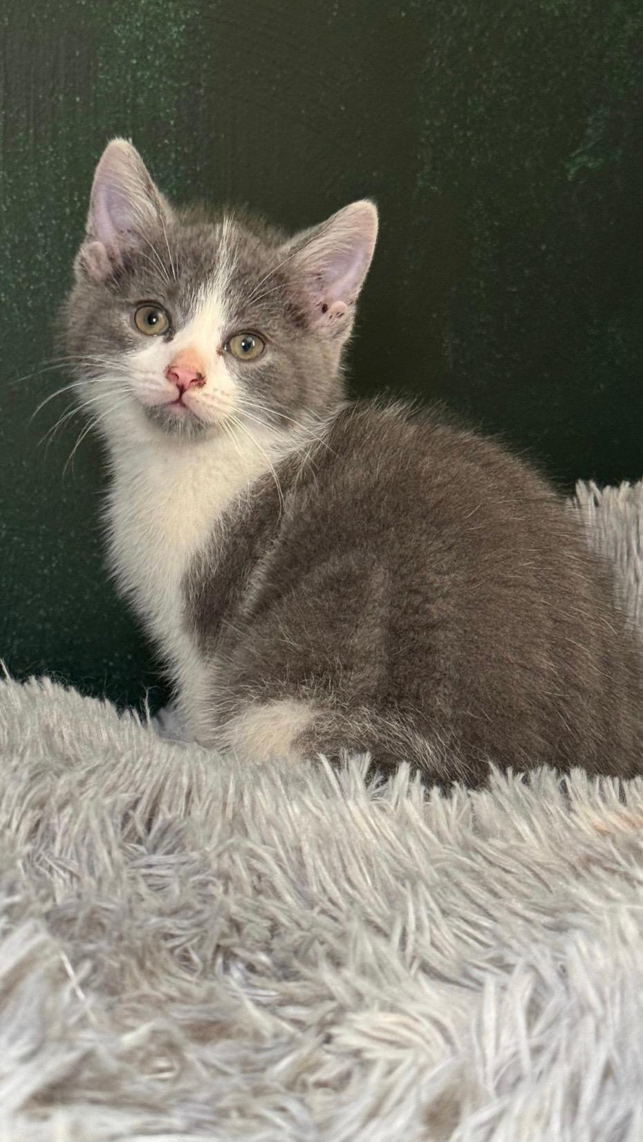 Enlarge Yuki, a Adopted Domestic Medium Hair in Cortland, OH image 2/2