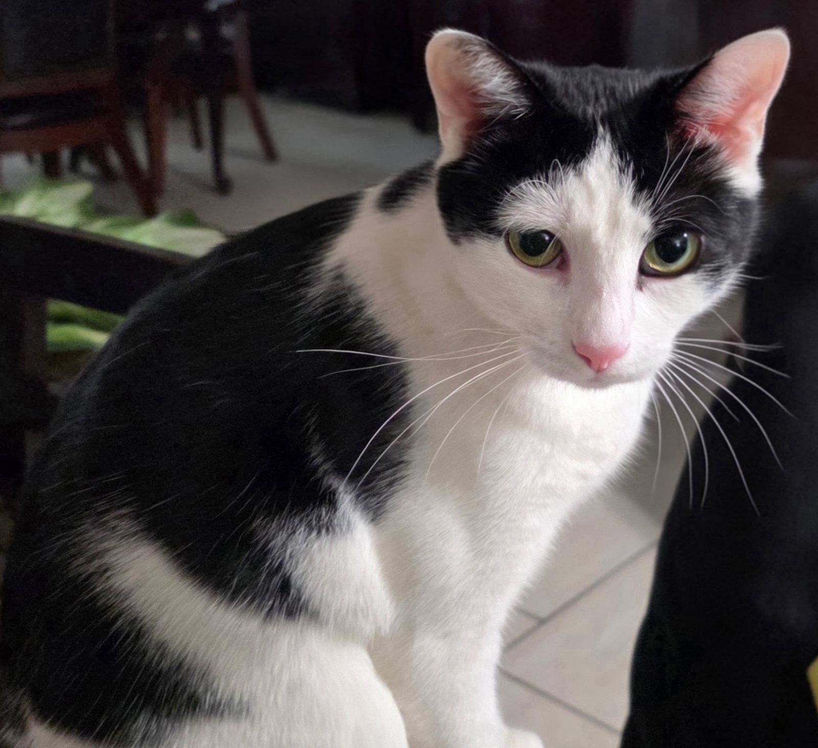 Tom, Adoptable, Adult Male Turkish Van & Domestic Short Hair.