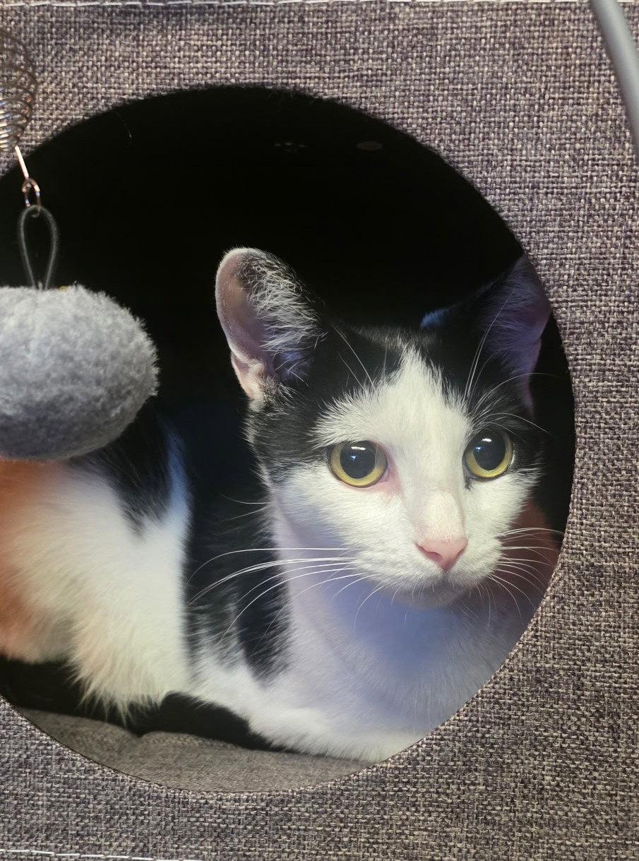 Enlarge Tom, a Adoptable mixed breed in Palo Alto, CA image 3/3