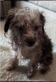 Meadow, Adoptable, Puppy Female Terrier.