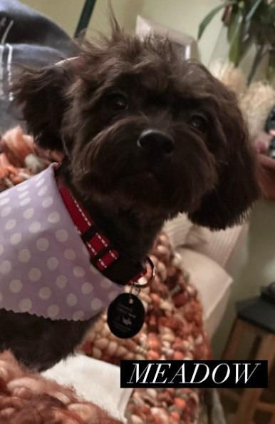 Enlarge Meadow, a Adoptable mixed breed in West Bloomfield, MI image 2/4