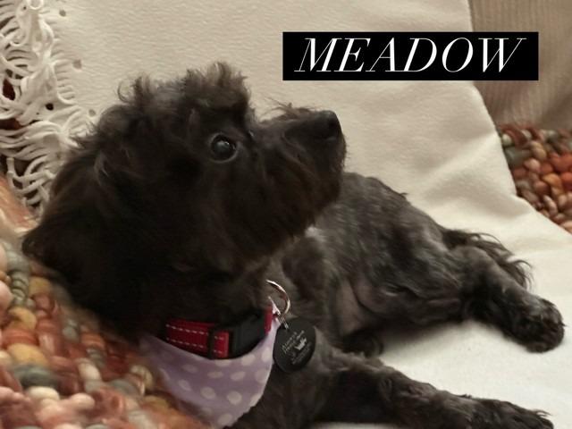 Enlarge Meadow, a Adoptable mixed breed in West Bloomfield, MI image 3/4
