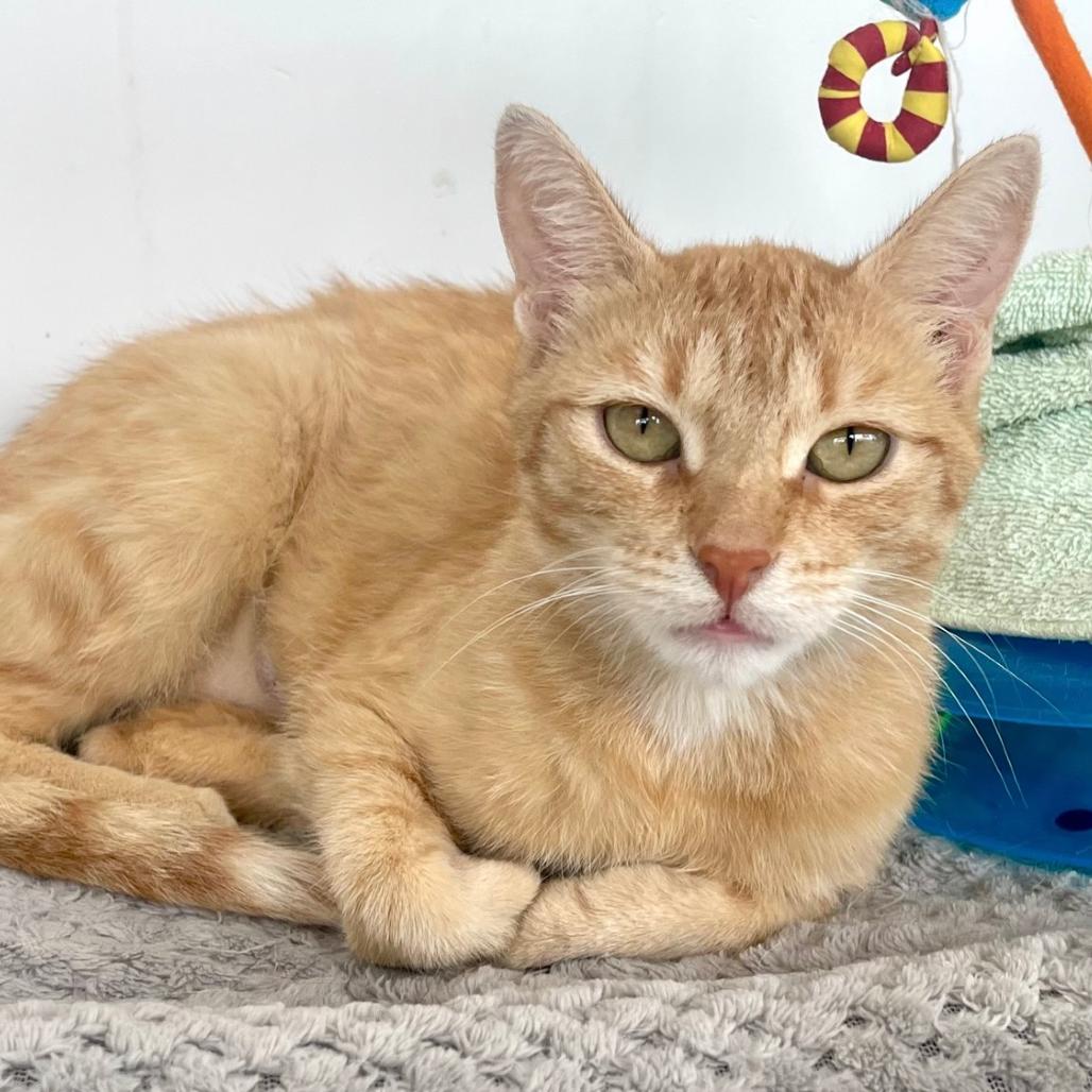 Raven, a Adoptable Domestic Short Hair in Deerfield, IL image 1/3