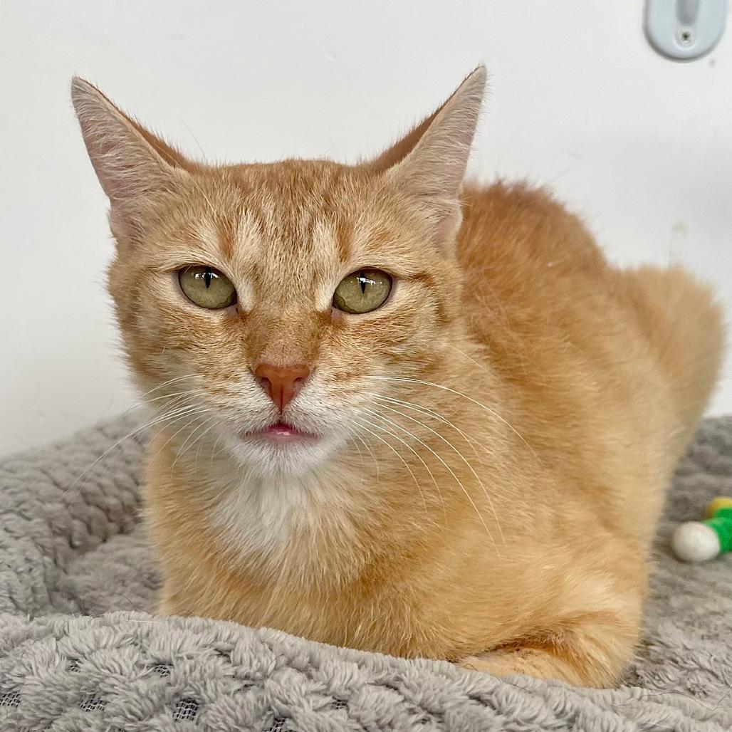 Raven, a Adoptable Domestic Short Hair in Deerfield, IL image 2/3