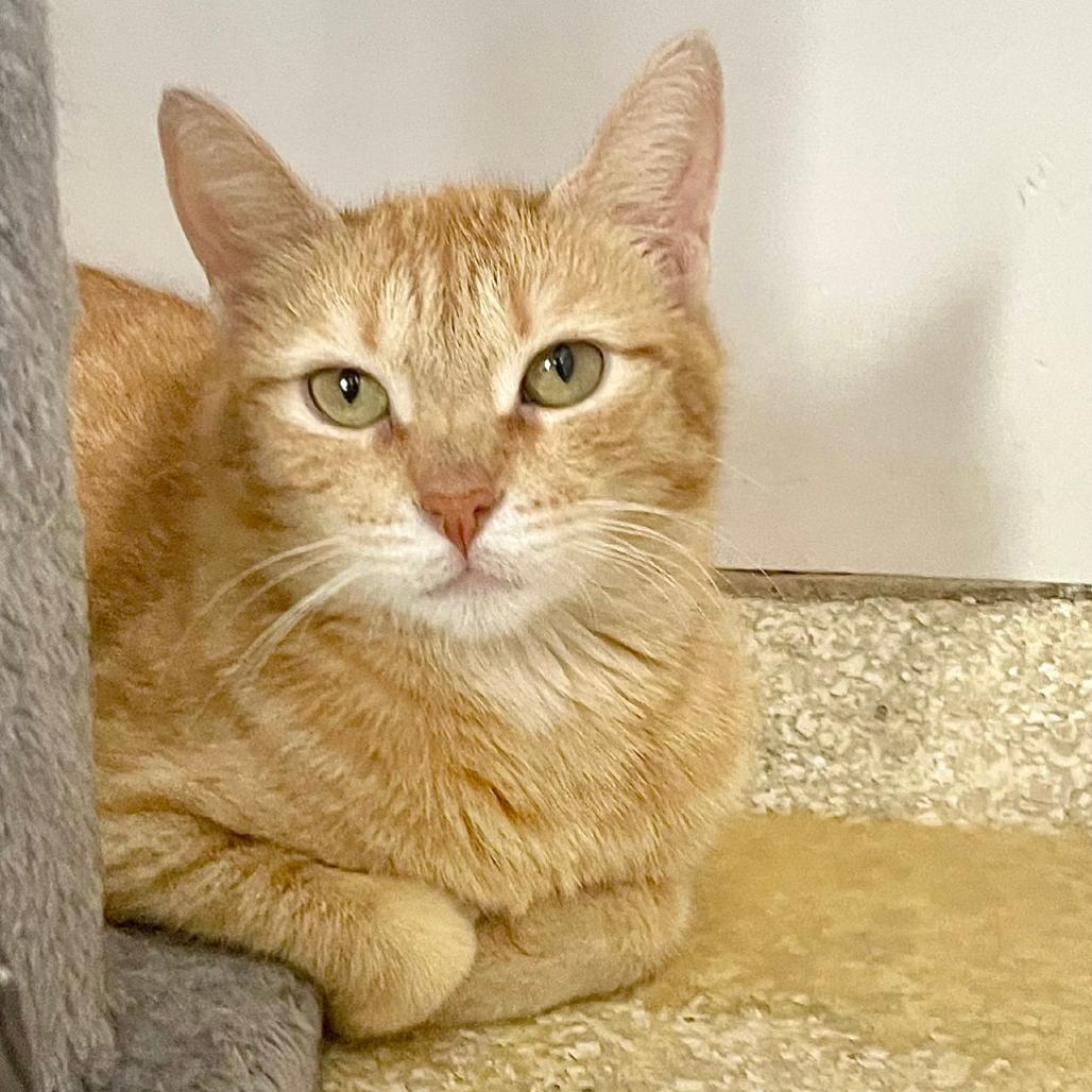 Raven, a Adoptable Domestic Short Hair in Deerfield, IL image 3/3