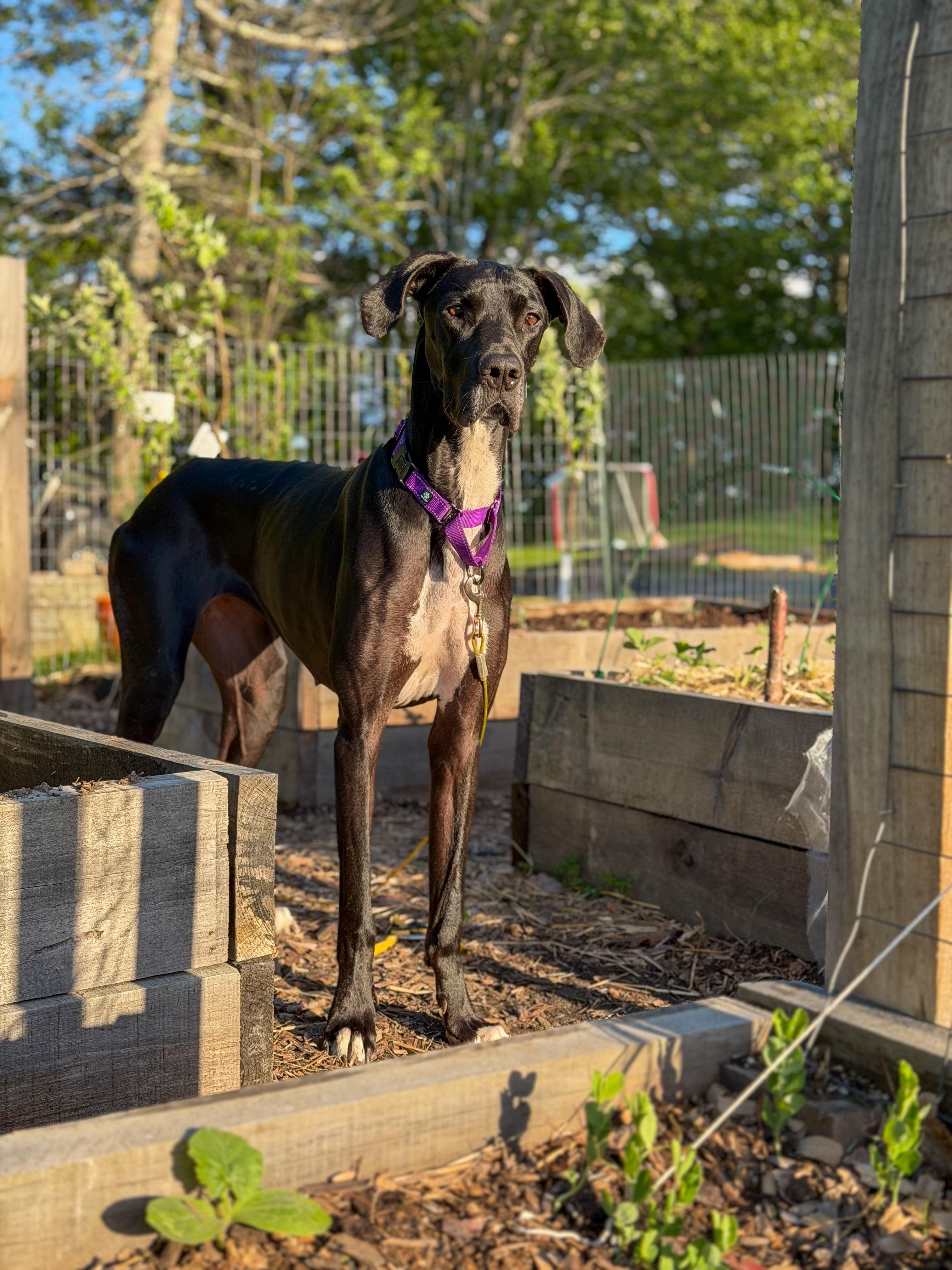 Gypsy, adopted, Young Female Great Dane & Mixed Breed.