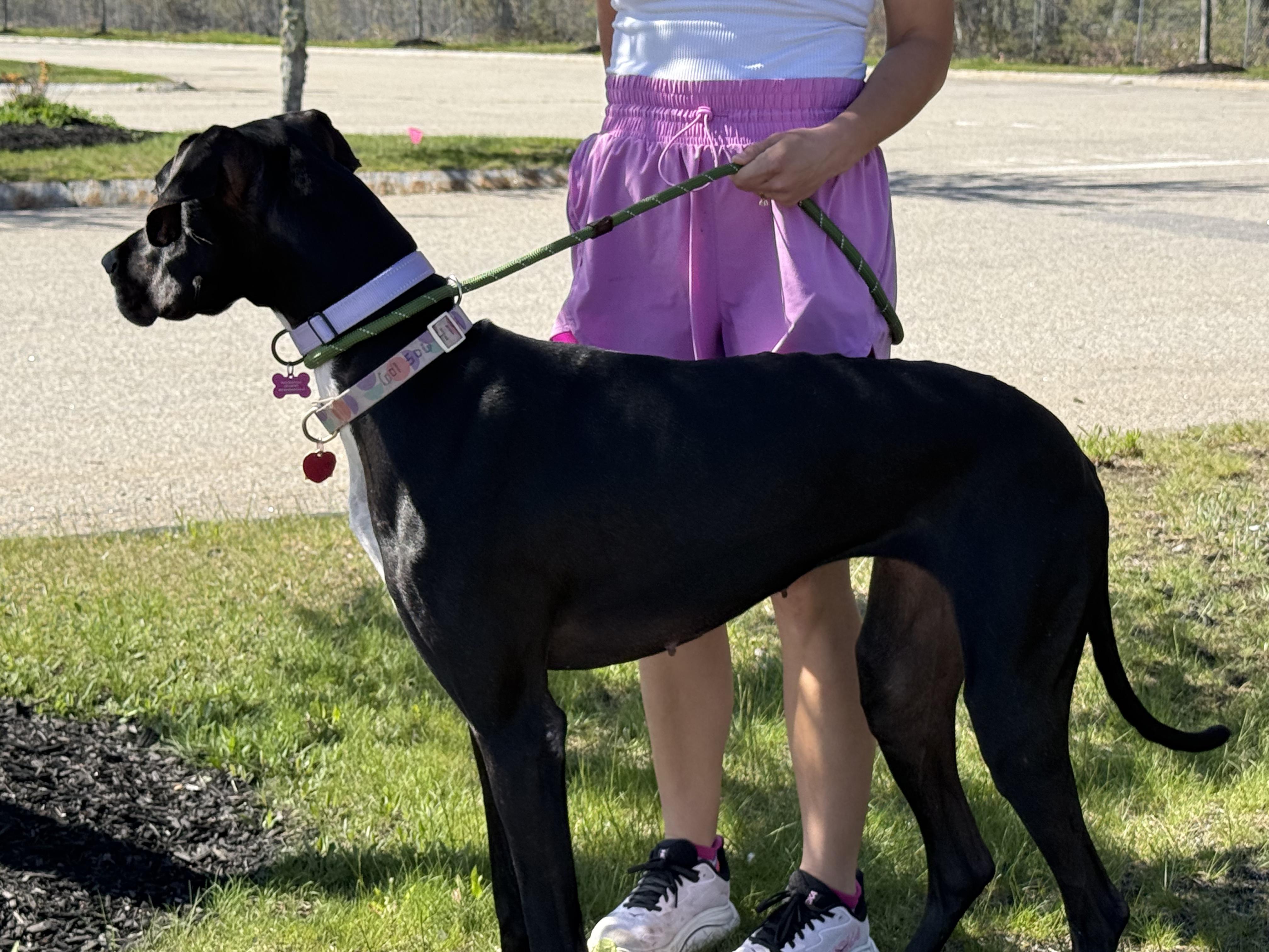 Enlarge Gypsy, an adopted mixed breed in Topsham, ME image 2/6