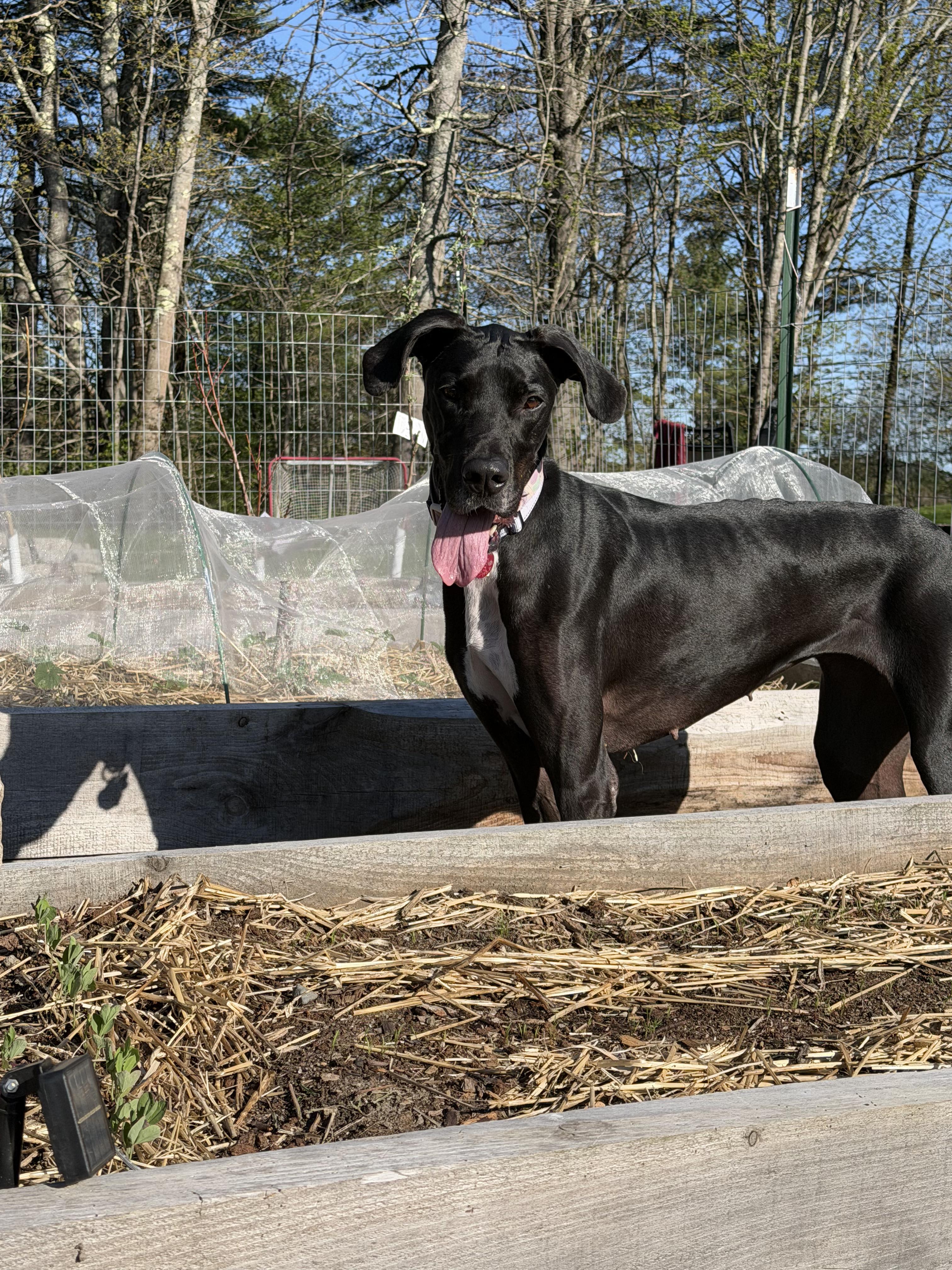 Enlarge Gypsy, an adopted mixed breed in Topsham, ME image 3/6