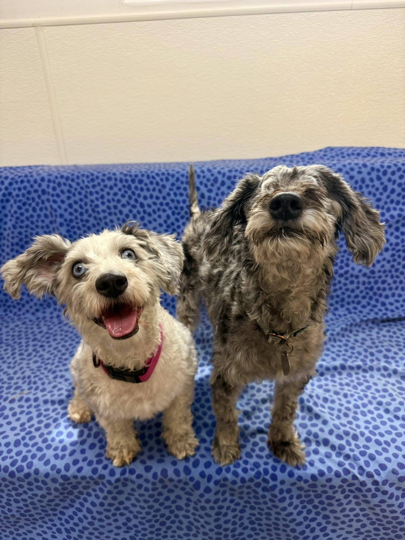 Hershey and Daisy (bonded pair), Adoptable, Adult Male Miniature Schnauzer & Poodle.