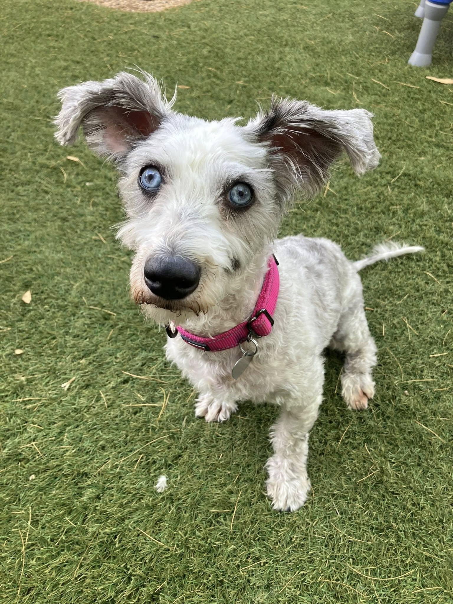 Hershey and Daisy (bonded pair), a Adoptable mixed breed in Scottsdale, AZ image 2/5