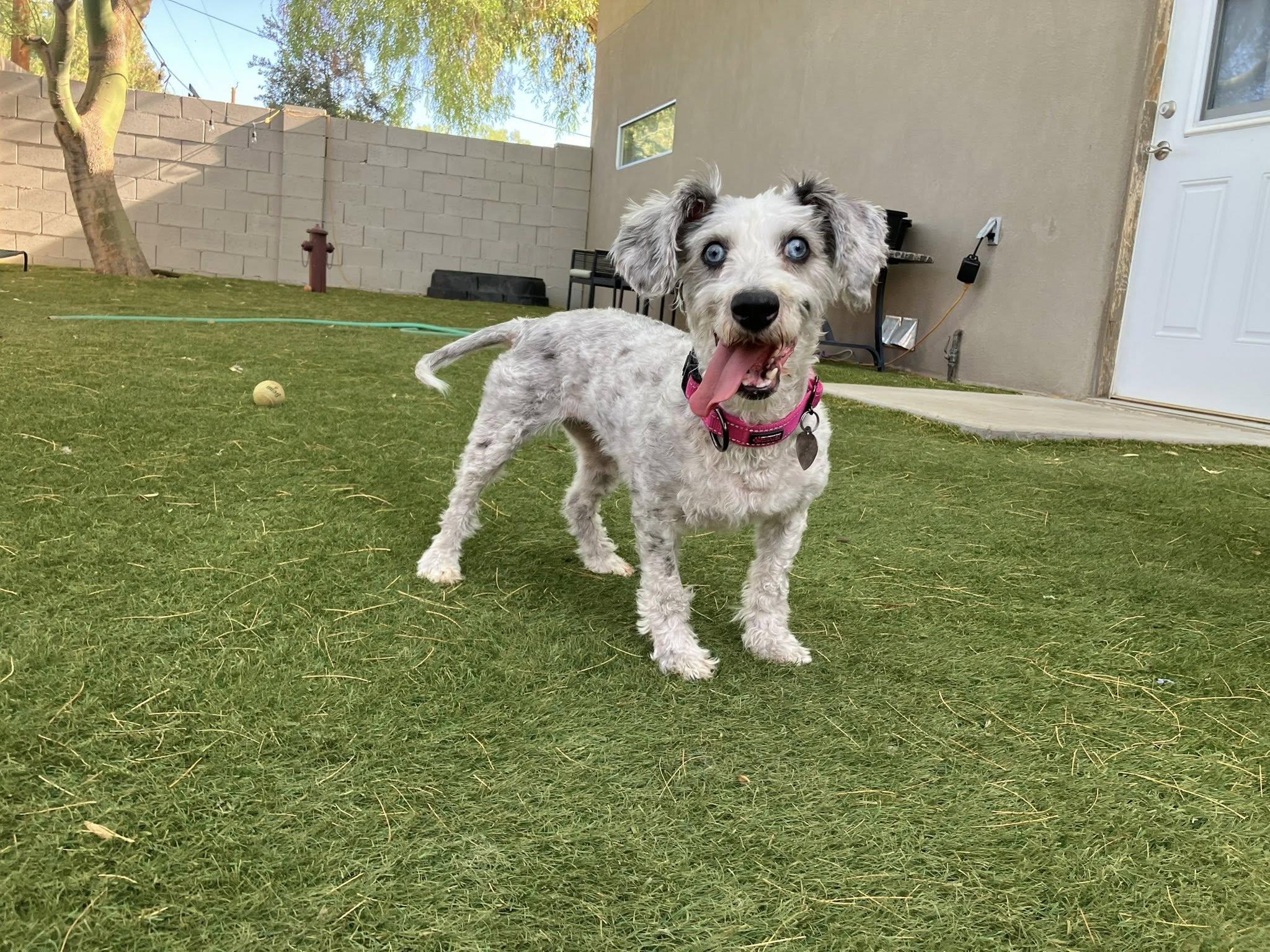 Hershey and Daisy (bonded pair), a Adoptable mixed breed in Scottsdale, AZ image 3/5